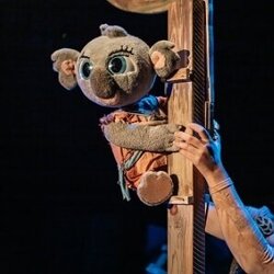 Bunji, la petita coala