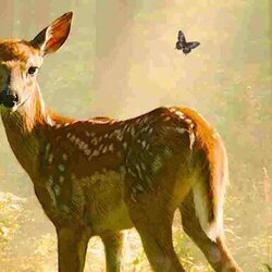 Cicle infantil de cinema 'Bambi, una vida al bosc'