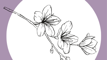 Primavera Cultural a Arbeca