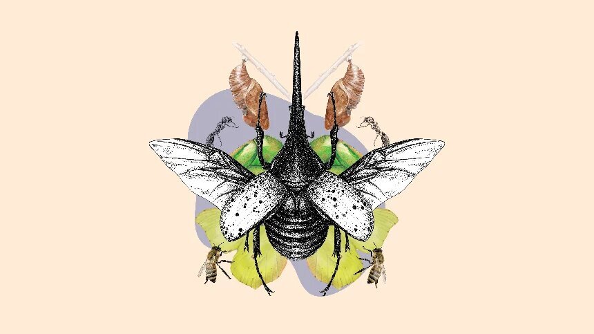 Els insectes