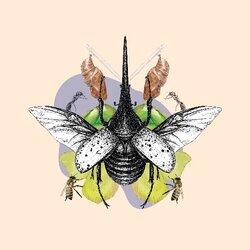 Els insectes