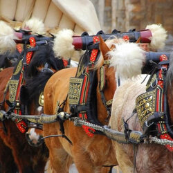 Festa de Sant Antoni a Linyola