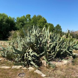 «Plantes exòtiques i invasores #Arborètum – Jardí Botànic de Lleida»