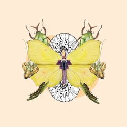 Els insectes