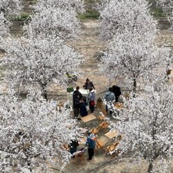 Activitat 'Els ametllers: la primera floració'