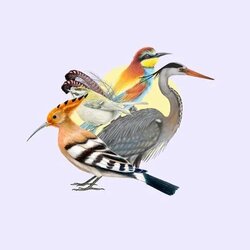 Taller d’il·lustració científica: Les aus