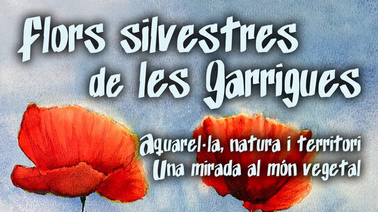 Flors silvestres de les Garrigues